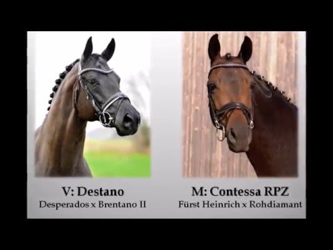 RPZ Pferde: 2014 geb. Hengst von Destano x Fürst Heinrich x Rohdiamant