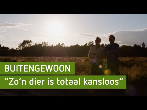 BuitenGewoon - Op de Hoge Veluwe