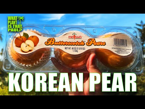 KOREAN PEAR (BUTTERSCOTCH PEAR) TASTE and REVIEW / Crisp, Juicy and Sweet with the Thinnest Skin