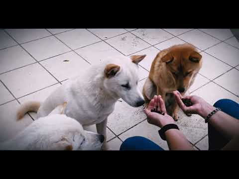 Hokkaido puppy for sale