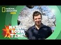 Cherry Blossom Festival Nature Boom Time Natgeokids