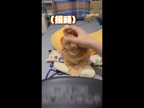 【調皮奴才手饋橘貓頭上】牠氣到直瞪：手拿開啦！｜#寵物雲 #shorts