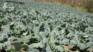 Programa Agropecuario