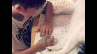 Cat lays on boy's homework
