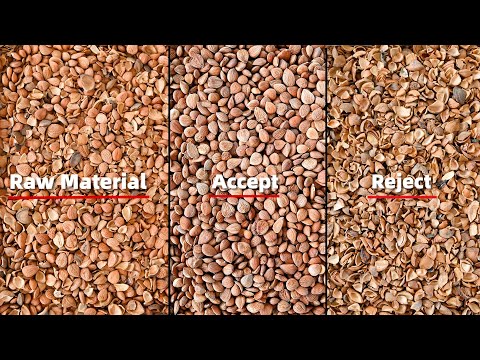 AMD® LGS4 AI Sorter: APRICOT NUTS KERNEL & SHELL SEPARATION