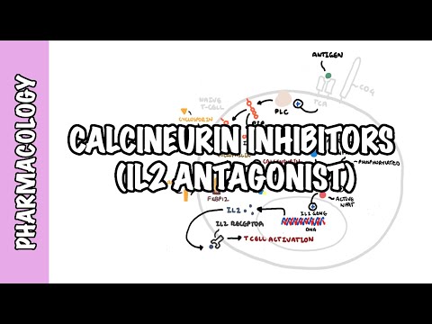 Calcineurin Inhibitors (Tacrolimus and Cyclosporine) IL-2 - Mechanism of Action, Adverse Effects
