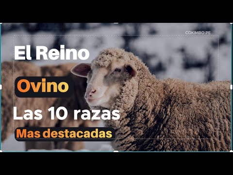 , title : '✔️ Las 10 RAZAS de Ovejas más DESTACADAS  Globalmente'