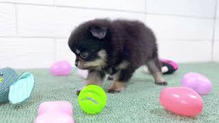 ハーフ犬の動画01