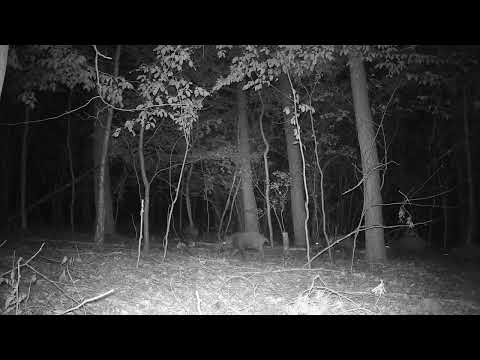 Dziki Huta Palędzka 5 sierpnia 2022