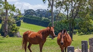 16-18 & Lot 20, Roslyn Court - Tamborine Mountain