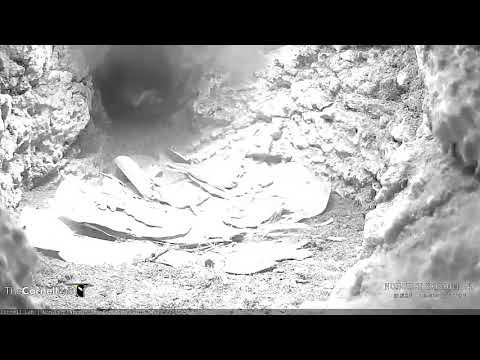Cahow Nest Visit, April 23, 2018 Bermuda Cahow Cam