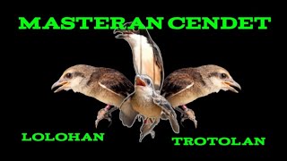 Download lagu Masteran Cendet || masteran cendet muda lolohan dan trotol mp3