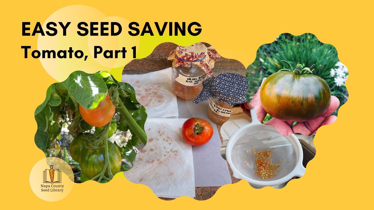 Easy Seed Saving: Tomato, Part 1 🍅🍅🍅