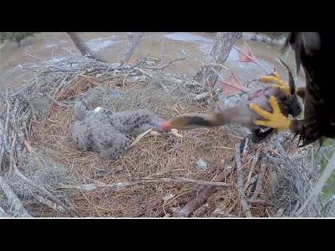SWFL Eagles ~Viewer Discretion!  F23 CATCHES A LIVE DUCK & Brings To Nest! TANDEM FEEDING 1.18.26