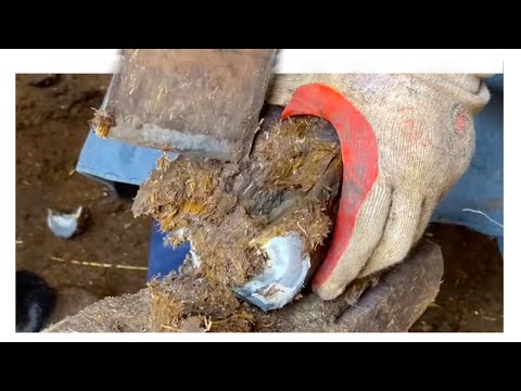 The two work together to repair the donkey's hooves and quickly heal the donkey【黑驴王子】