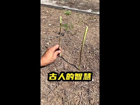 古人的智慧 #小妙招#生活小技巧#实用技巧