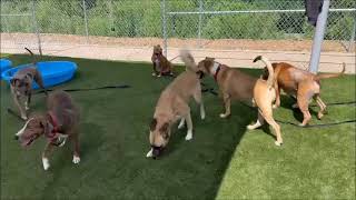 Video preview image #1 Mutt Puppy For Sale in Shelburne, VT, USA