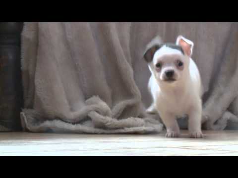 Adolf the Chihuahua puppy dog that looks just like Nazi dictator Adolf Hitler