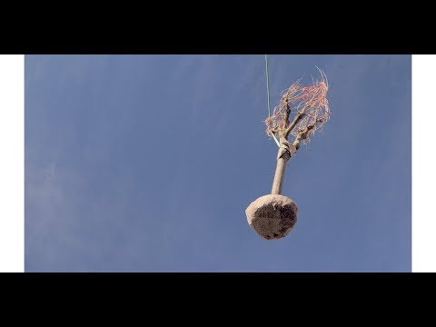 Planting big Morus platanifolia fruitless, Il Vivaio "Giardini Schmidt" Brissago