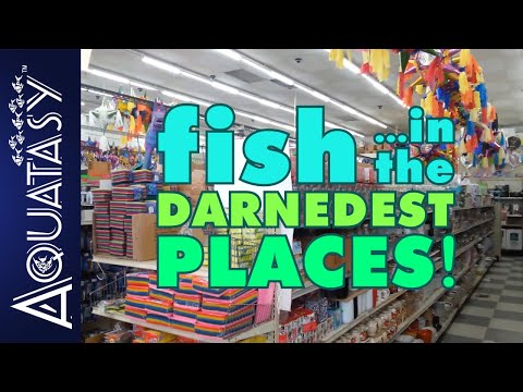 Aquatasy - Fish In The Darnedest Places - Episode 05 - More Than I Bargained For