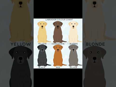 Labrador retriever colors 💜 #dogs #labradorretriever