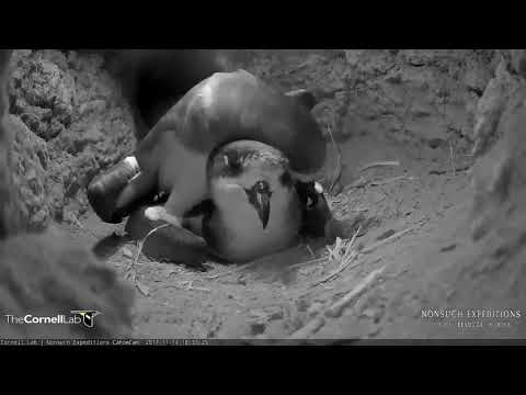 Video 2017 11 14 173212 Bermuda Cahows Mating session