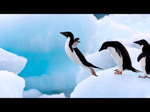 TPM Tamil Song No. 491 - Visuvaasippeer Dheiva Jename....