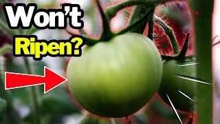 Stuck on Green? Here’s Why Your Tomatoes Aren’t Ripening…