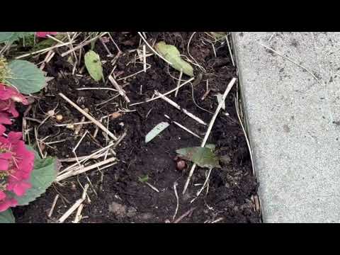 Yellow Jackets Get Close to the Front Stoop...
