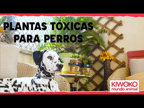 Plantas TÓXICAS para PERROS 🐕 🌿 ❌
