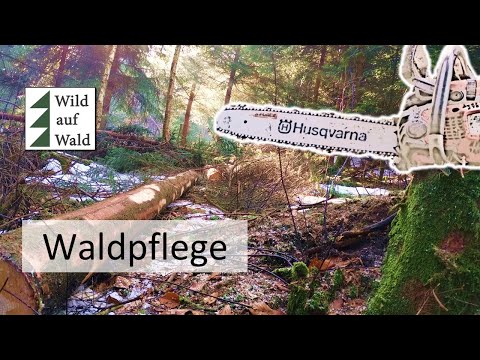 🌲Durchforstung: Das MUSST du unbedingt wissen! mit H/D Wert erklärt. #wildaufwald