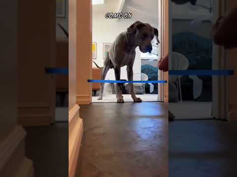 Can My Dog Complete This Challenge?? 🐶👀 w OnlyJayus - #Shorts