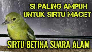 Download lagu suara SIRTU BETINA ASLI DI ALAM LIAR‼️sejuk dan alami paling paten untuk pancingan sirtu JANTAN mp3