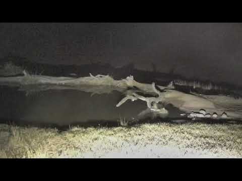 Djuma: Group of Spotted Hyenas with different vocalizations  - 02:09 - 07/17/18