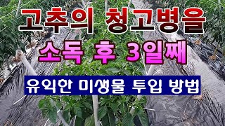 [텃밭농부 1,546]  고추의 청고병을 소독한 3일후. 유익한 미생물을 투입 시키는 방법. #고추재배.#고…
