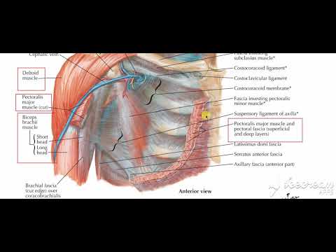 Pectoral fascia 3