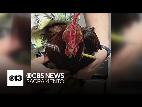 Robin Hood the Rooster, with arrow through neck, rescued from streets of Antioch