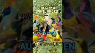 Download lagu Suara pikat semua burung kecil versi baru#shorts #pikatburung #birds #burungkicaudialamliar #sogon mp3 Download lagu Suara pikat semua burung kecil versi baru#shorts #pikatburung #birds #burungkicaudialamliar #sogon mp3