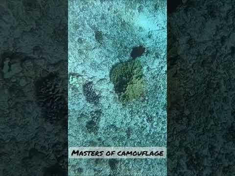 Tako camouflage | spearfishing hawaii | Octopus | He’e