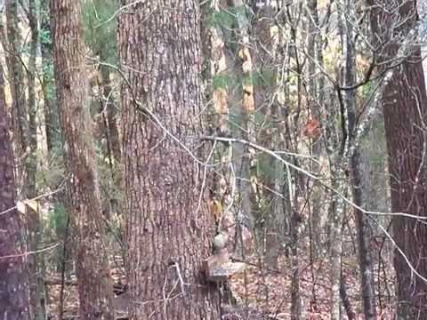 A quick closeup view of Mr. Woodpecker going backward to feeder.MOV