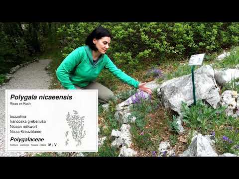 Dalle fioriture del bosco alla landa carsica