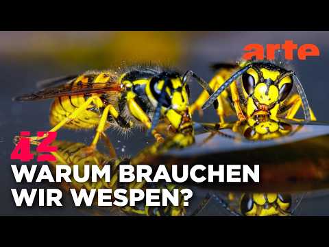 Sind Wespen Gamechanger der Evolution? | 42 - Die Antwort auf fast alles | ARTE