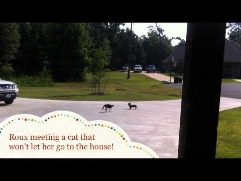 The cat that guarded the house.