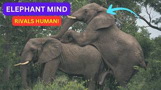 Elephant Intelligence and Memory: The Brain That Rivals Humans.
