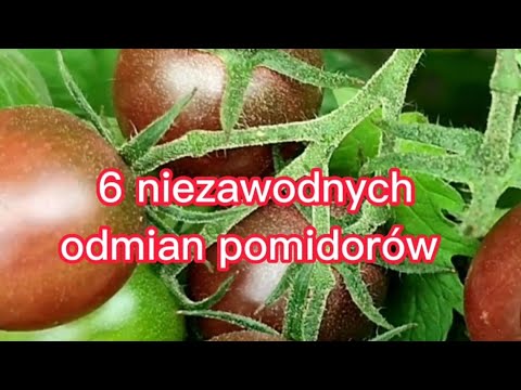 , title : '6 niezawodnych odmian pomidorów'