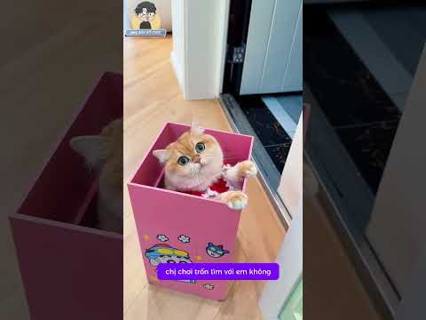 Khi chị 2 có đồ chơi mới và cái kết