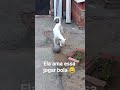 Ela Ama Jogar Bola Ajude O Canal Com 1 Real Pix Ciceromenezes415 Gmail Com