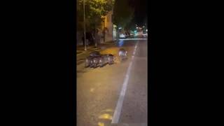 Famiglia di cinghiali a spasso di notte sulla Gardesana