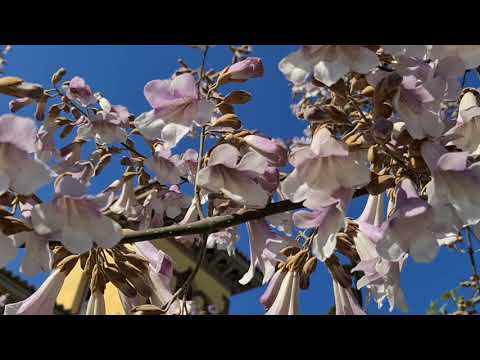 The importance of bees for life, without bees there is no life