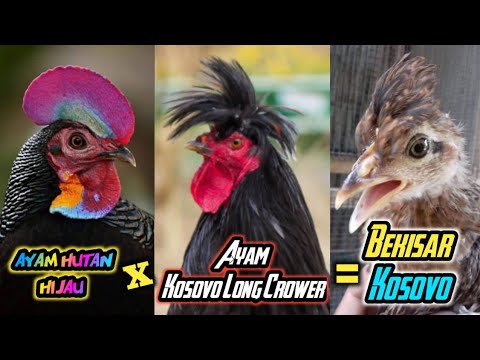 , title : 'CROSSBREED‼️Persilangan Ayam Hutan Hijau X Ayam Kosovo Long Crower‼️'